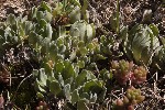 5dt46759 - Saxifraga paniculata