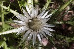 5dt46777 - Carlina acaulis