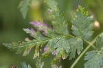 5dt46785 - Chaerophyllum villarsii