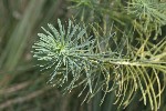 5dt46799 - Euphorbia cyparissias