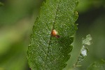 5dt46805 - Gymnosporangium cornutum