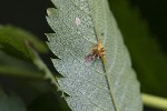 5dt46808 - Gymnosporangium cornutum