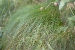 5dt46810 - Deschampsia cespitosa
