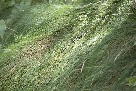 5dt46811 - Deschampsia cespitosa