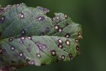 5dt46820 - Ramularia rubella