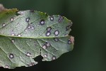 5dt46825 - Ramularia rubella