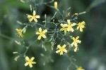 5dt46847 - Lactuca muralis