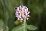 5dt46856 - Trifolium pratense
