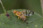 5dt46869 - Rhagoletis alternata