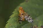 5dt46888 - Rhagoletis alternata