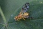 5dt46897 - Rhagoletis alternata