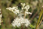 5dt47070 - Filipendula ulmaria