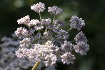 5dt47072 - Angelica syvestris
