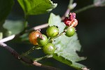 5dt47155 - Ribes alpinum