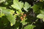 5dt47160 - Ribes alpinum