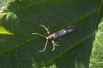 5dt47182 - Stathmopoda pedella