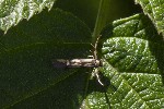 5dt47208 - Stathmopoda pedella