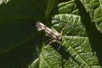 5dt47210 - Stathmopoda pedella