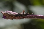 5dt47239 - Closterotomus biclavatus