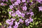 5dt47247 - Saponaria ocymoides
