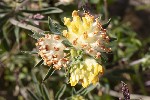 5dt47250 - Anthyllis vulneraria