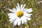5dt47252 - Leucanthemum heterophyllum