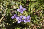5dt47254 - Gentianella campestris