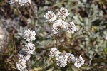 5dt47257 - Antennaria dioica
