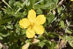 5dt47260 - Helianthemum nummularium