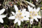 5dt47264 - Leontopodium nivale