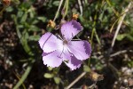 5dt47265 - Dianthus sylvestris