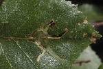 5dt47289 - Hemichroa australis
