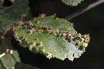 5dt47293 - Eriophyes laevis