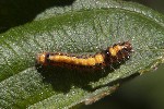 5dt47301 - Acronicta psi