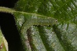 5dt47315 - Nematinus steini
