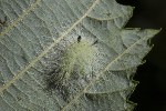 5dt47365 - Acronicta leporina