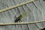 5dt47379 - Blepharidopterus angulatus