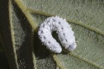 5dt47547 - Eriocampa ovata