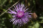 5dt47580 - Centaurea jacea
