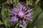 5dt47585 - Centaurea jacea