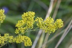5dt47593 - Galium verum