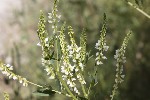 5dt47628 - Melilotus albus