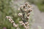 5dt47660 - Artemisia vulgaris