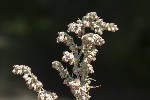 5dt47661 - Artemisia vulgaris