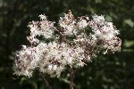 5dt47673 - Adenostyles alliariae