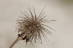 5dt47906 - Geum rivale