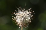 5dt47910 - Geum rivale