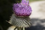 5dt47913 - Cirsium eriophorum