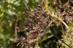 5dt47947 - Chaerophyllum aureum
