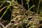 5dt47956 - Chaerophyllum aureum